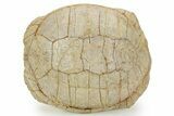 Inflated Fossil Tortoise (Stylemys) - South Dakota #373014-6
